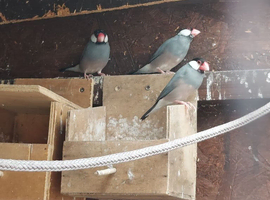 Java sparrows X 3 and 2 zebra finches