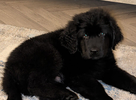 Newfoundland puppy