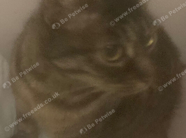 3 Year old Cat