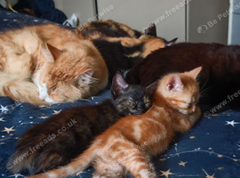 3 Lovely Kittens for Sale One Ginger & White Boy One Pure Ginger Boy and Tortoiseshell Girl &pound;130 Each