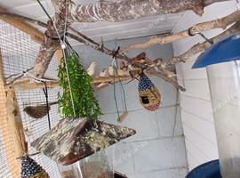 10 zebra finches for sale