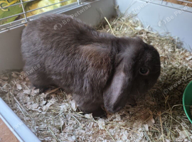 2 year old male