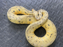 Pastel spotnose female