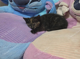 1 kittens 1 girl