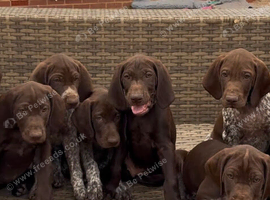 Beautiful KC GSP puppy girl