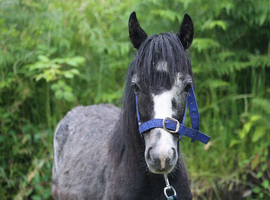 Yearling filly trotter x to make 13hh