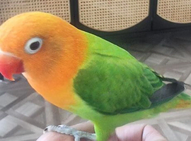 Young hand reared Fischers Lovebird