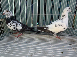 Racing pigeons