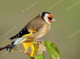 Wanted goldfinch pairs or cocks