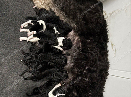 Beautiful unique phantom/parti/tri coloured labroodles