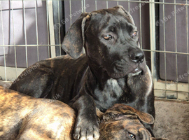 5 BEAUTIFUL CANE CORSO PUPPIES