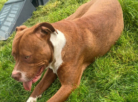 American bulldog cross