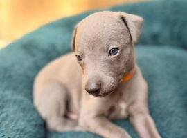 Whippet puppies for sale