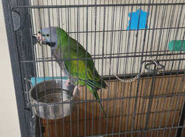 Derbyan parrots