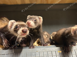 Micro eu ferrets 9 weeks old
