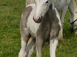 Blue and white cob filly foal