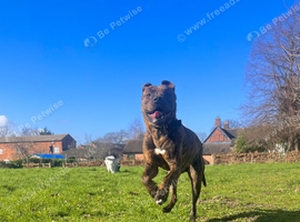 1.5 Year Old Staffy Cross &ndash; Needs Patient, Loving Home