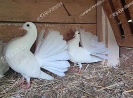 PURE WHITE ENGLISH FANTAIL DOVES PIGEONS
