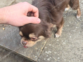 Loving 7yo grandpa chihuahua looking for rehome
