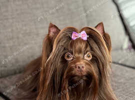 Chocolate Yorkshire Terrier STUD only