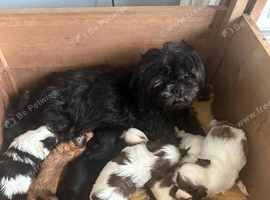 Shih Tzu Pups For Sale