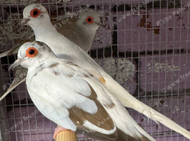 Mixed diamond doves
