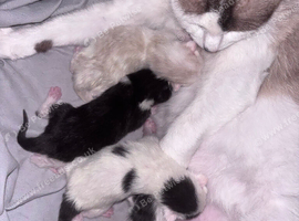 Litter of kittens for sale