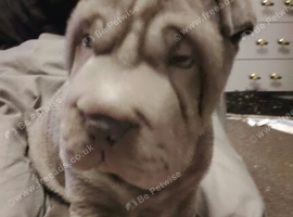3 x sharpei puppies