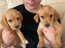 READY NOW COCKERDOR Labrador x Cocker Spaniel