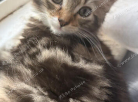 Beautiful British longhair