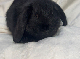 Mini lop eared bunnies