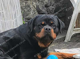 Rottweiler for stud