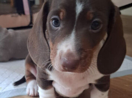 Minature dachshound