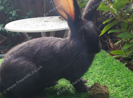 PURE BRED Continental Giant kits - Vaccinated - RESERVE