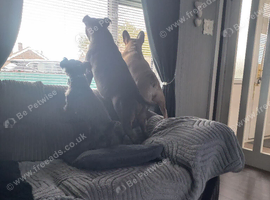 Blue staffy bitch (Betty) for sale