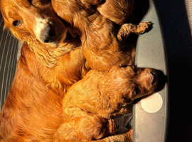 Cocker spaniels