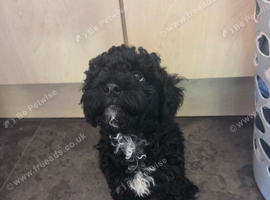 Poochon