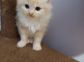 4 kittens