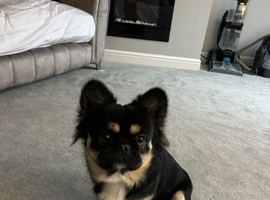 MR BEAR