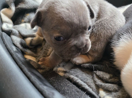 French bulldog puppies