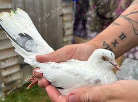 5 roller pigeons