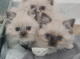 Beautiful Ragdoll munchkin Kittens *READY NOW *