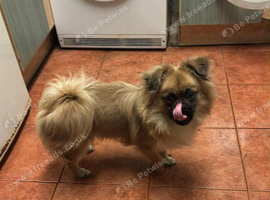 Pomeranian cross pug