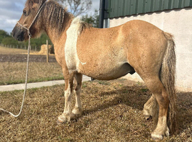 Shetland x gelding