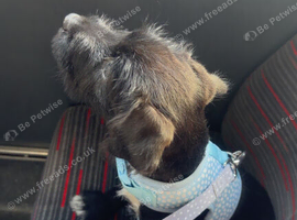 Seeking a 7 month old dog