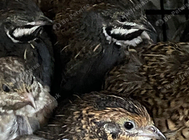 Chinese painted quails