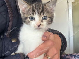 Kittens for sale