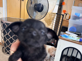 Beautiful litter of 3 looking for 5* homes
