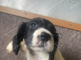 Male and female springerx cooker spaniel