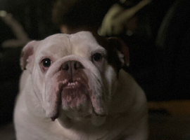 Rehoming english bulldog